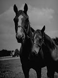 Mare Maridadi Standing with Her Foal at the Chrysler Stud Farm Photographic Poster Print by Marie Hansen, 12x16
