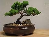 9GreenBox - Juniper Tree Bonsai Best Gift