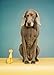 William Wegman Man's Best Friend 2015 Wall Calendar
