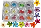 Jopap Mini Dried Flower Kit - 12/pk