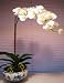 Silk Flower Arrangement - White Phalaenopsis Orchids