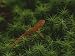 A Red-Spotted Newt, Notophthalmus Viridescens, Crosses a Mossy Patch Photographic Pos...