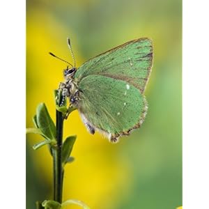 Green Hairstreak Butterfly at Rest on Broom, UK Premium