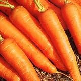 Thompson & Morgan 'Scarlet Nates' Carrot Seeds