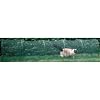 Kittywalk Outdoor Net Cat Enclosure for Lawns
