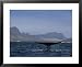 Blue Whale, Flukes, Gulf of California Framed Art Poster Print by Patricio Robles Gil, 31x25