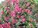Lagerstroemia indica 'Tightwad Red' Dwarf Crape Myrtle