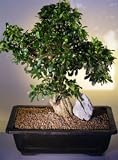 Bonsai Boy's Fukien Tea Bonsai Tree<br><i>(ehretia microphylla)</i>