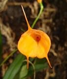 Masdevallia Maui Lollipop orchid blooming size