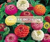 ZINNIA LILIPUT MIX Zinnia Elegans --- 100 Flower Seeds