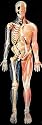 Dimensional Man Model; Pop-Up, Coverts to Wall Chart; 1/2 Skeletal; 1/2 Muscular; Life-Size
