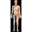 Dimensional Man Model; Pop-Up, Coverts to Wall Chart; 1/2 Skeletal; 1/2 Muscular; Life-Size