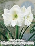 Amaryllis White Christmas - 1 bulb - 28/30 cm