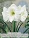 Amaryllis White Christmas - 1 bulb - 28/30 cm