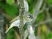 Red-Eyed Vireo, Ile Bizard, Canada Art Photographic Poster Print by Robert Servranckx...