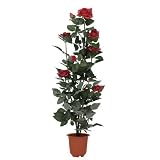 f-DECO ���[�Y���b�h 90cm