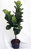Fiddleleaf Fig Stylized Tree Shape - Ficus - Great Indoor Tree - Easy - 8" Pot