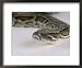 Burmese Python, Python Molurus Bivittatus Framed Art Poster Print by Les Stocker, 22x18