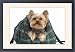 Framed Prints of Yorkshire Terrier Dog from Ardea Wildlife Pets