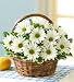 Flowers by 1800Flowers - White Daisy Basket for Sympathy - Small