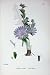 Botany Plants C1902 Wild Succory Cichorium Intybus