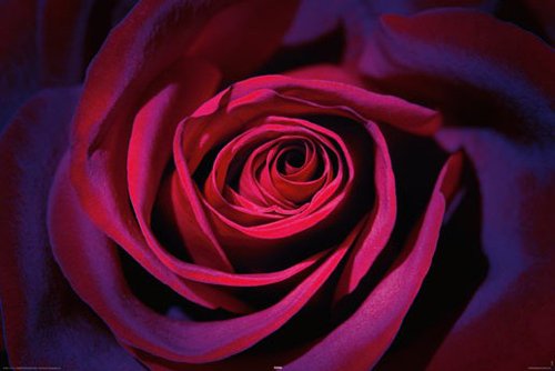 1art1 Empire 327185 Flowers - Dark Purple Rose - Blumen Poster Plakat Druck - 91.5 x 61 cm