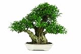Brussel's Golden Gate Ficus Specimen Bonsai, Age: 40 Yrs; Height - 29-Inch, ST7045GGF-C