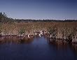 Florida Everglades Photograph - Beautiful 16x20-inch Photographic Print by Carol M. Highsmith