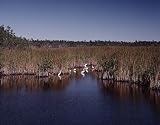 Florida Everglades Photograph - Beautiful 16