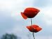 Red Corn Poppy Flowers - 24