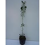 【10本セット】 コマユミ 樹高0.5m前後 10.5cmポット マユミ 苗木 植木 苗 庭木 生け垣