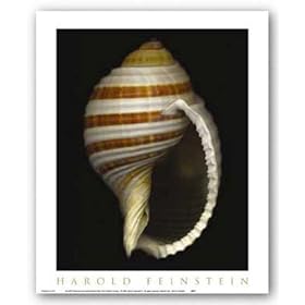 Banded Tun by Harold Feinstein 12"x9.5" Art Print Poster