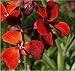 Grow Your Secret Garden Cheiranthus cheiri Wallflower Bedder Red Seeds