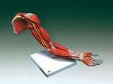 Deluxe Muscular Arm - Left-M11