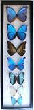 Framed Blue Morpho Butterflies with Seven Species From Peru Mounted in a Black Display