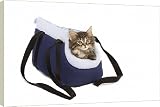 Box Canvas Print of LA-5687 Norwegian Forest Cat / Norsk Skogkatt - 8 week old kitten in cat from Ardea