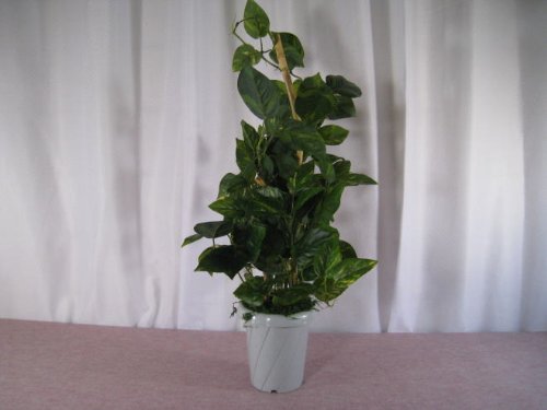 人工観葉植物・ポトス・光触媒品コストゼロの空気清浄機
