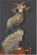 "Rocky Mountain Sheep"