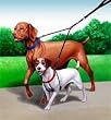 Sporn Double Dog Leash - Two Dog Leash Med- XL, black