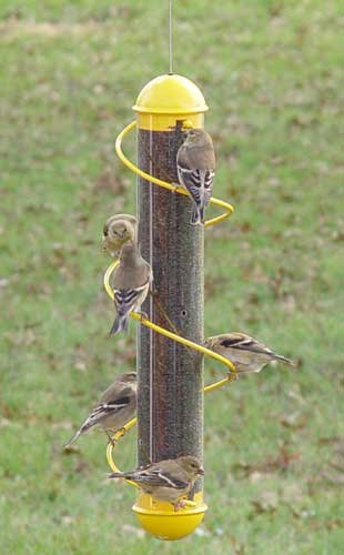 17in. Yellow Spiral Finch (1.5 Pounds)