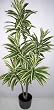 42" Variegated Yucca Plant