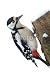 Wallmonkeys Peel and Stick Wall Decals - Specht 6.1 - Removable Graphic