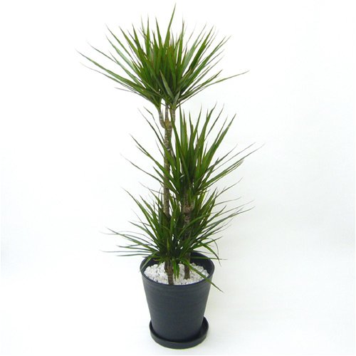 【第一園芸】観葉植物「マジナータ・コンシンナ」８号　黒鉢