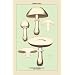 Canvas Print, Edible Fungi: Horse Mushroom - 12x18