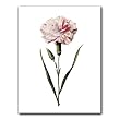 Carnation 77 - Gift Enclosure Cards (set of 12)