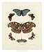 Knorr Butterflies II - George Wolfgang Knorr Art Print Poster 22 x 26 Image