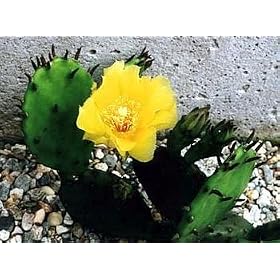 Cactus Opuntia