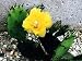 Winter Hardy Perennial Prickly Pear Cactus Opuntia