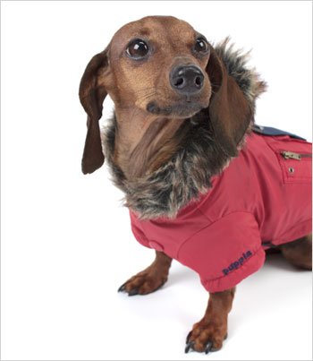 Small Red Winter Dog Jacket