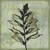 Flora I: Bert Myers. 12.00 inches by 12.00 inches. Art Print Poster